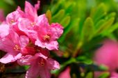 Juni-Sonne und Alpenrosen-Wellness 